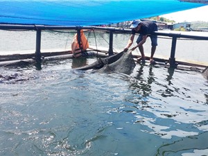 Kon Tum: Thử nghiệm mô hình nuôi cá hô trên hồ Sê San 4